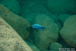 Metriaclima fainzilberi 'Ngwasi'